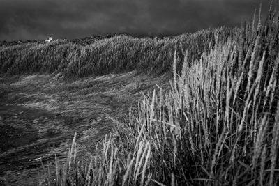 High angle view of stalks in field against sky