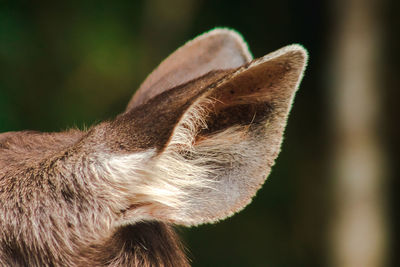 Close-up of a cat