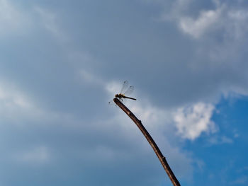 Low angle view of crane against sky