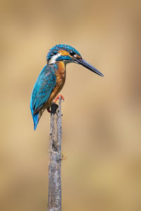 Image of common kingfisher perched on a branch . bird. animals.