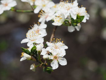 Close-up of white flowering plant