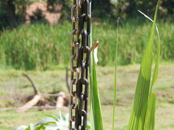 Close-up of chain hanging on field