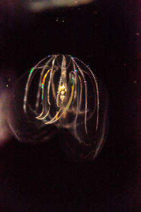 Close-up of jellyfish swimming in water