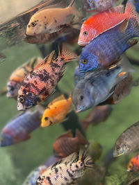 Close-up of fish swimming in aquarium