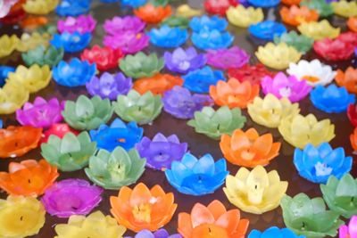 Full frame shot of multi colored flowers