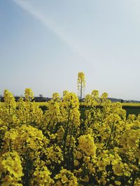 Yellow flowers in field against clear sky