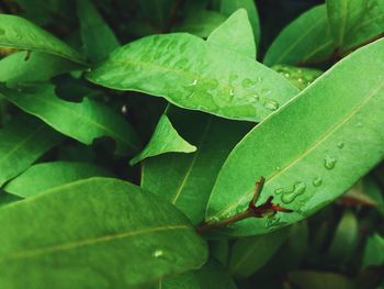 Close-up of wet leaves