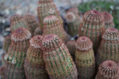 Close-up of prickly pear cactus