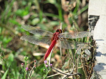 Close-up of dragonfly on plant