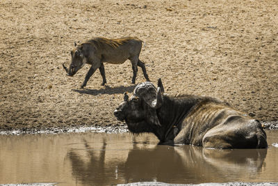 Horses in a lake