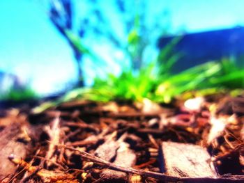 Close-up of plant