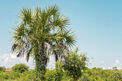 Low angle view of coconut palm tree against clear sky