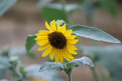 Close-up of yellow flowering plant