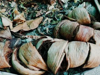 Close-up of leaves for sale in market