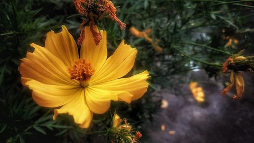 Close-up of yellow flowering plant