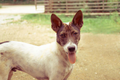 Cute thai dog standing with tounge out