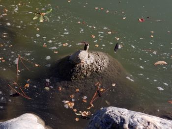 High angle view of ducks swimming on lake