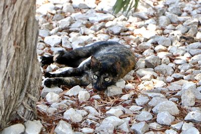 High angle view of a cat