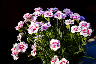 Close-up of pink flowers against black background