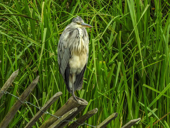 Bird perching on grass in field