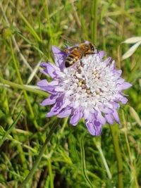 Close-up of bee on purple flower