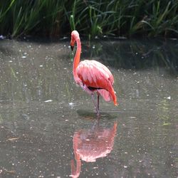 Colorful pink flamingo birds in a close up view on a sunny day