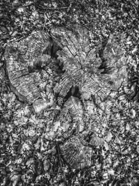 Full frame shot of tree