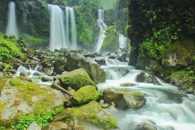 Scenic view of waterfall in forest