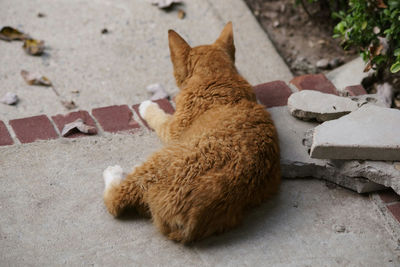 High angle view of cat sitting outdoors