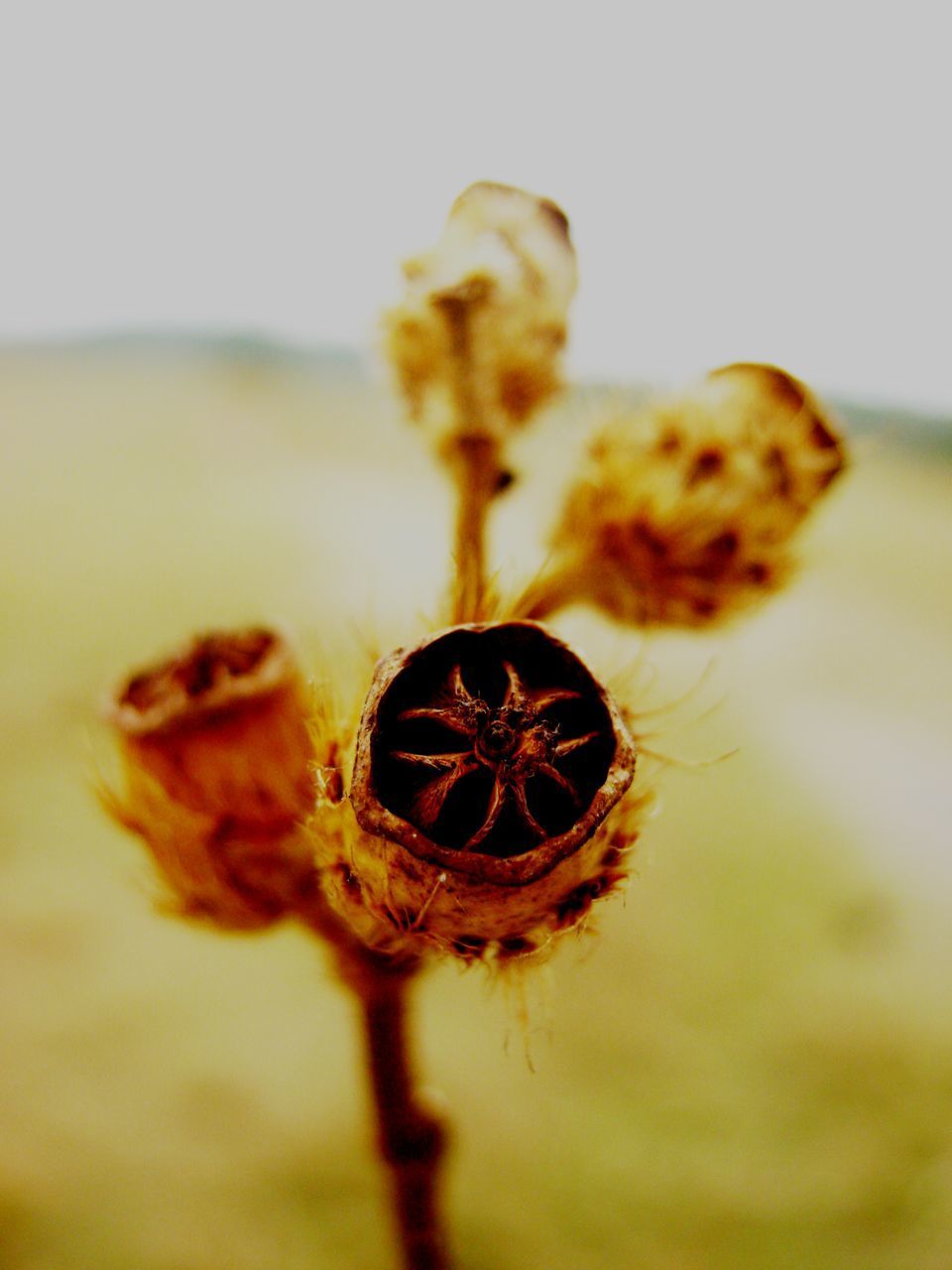 CLOSE-UP OF WILTED FLOWER PLANT