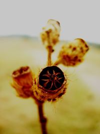 Close-up of wilted flower