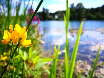 Close-up of yellow crocus blooming on field