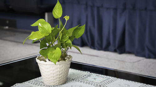 Close-up of potted plant leaves against wall