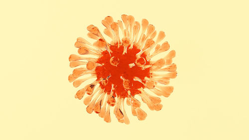 Close-up of orange flower against white background