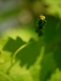 Close-up of plant