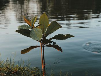 Close-up of leaf floating on lake