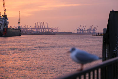 View of seagull at sunset