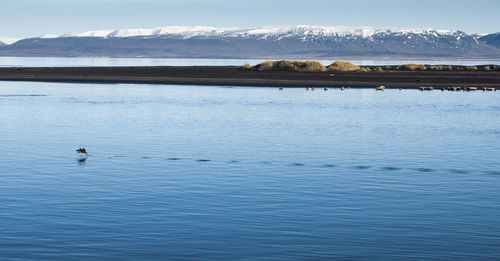 View of ducks swimming in lake