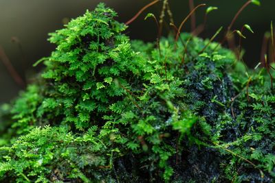 High angle view of fresh green plants