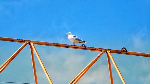 Low angle view of seagull perching on metal against blue sky