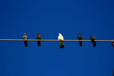 Low angle view of birds perching on cable against clear blue sky