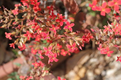 Close-up of pink flowering plants