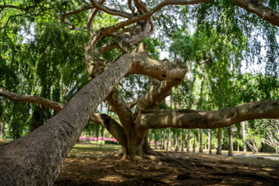 tree