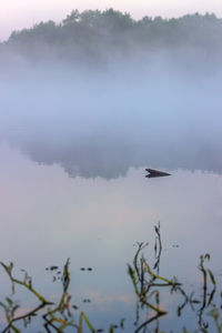 Swan flying over lake against sky