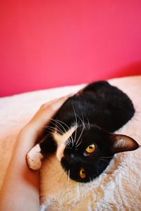 Close-up portrait of cat at home