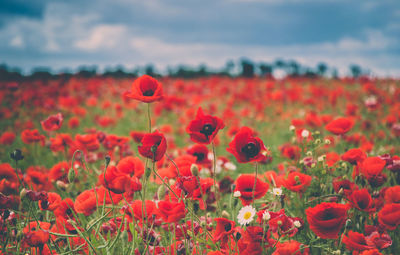 Close-up of red poppies on field against sky