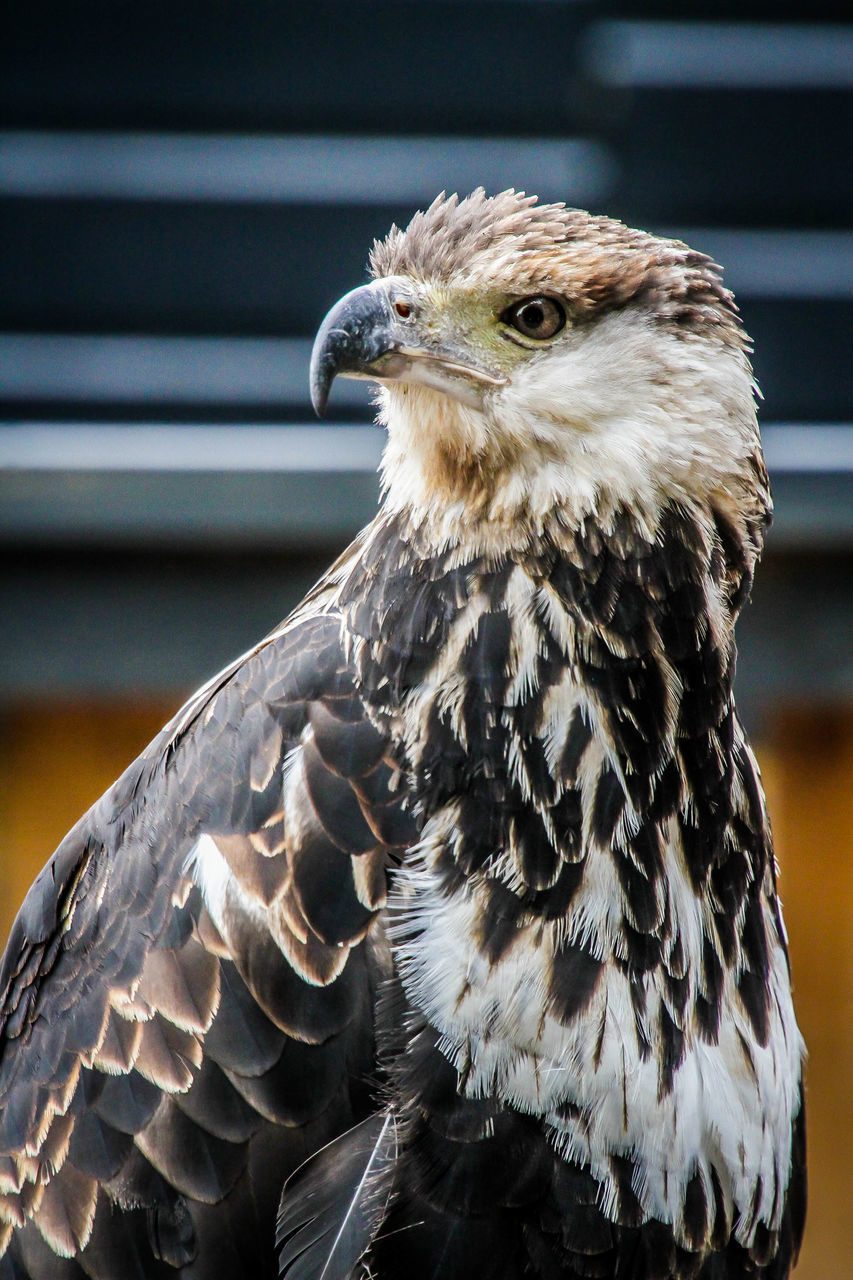 CLOSE-UP OF EAGLE OWL