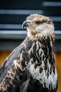 Close-up of eagle against blurred background