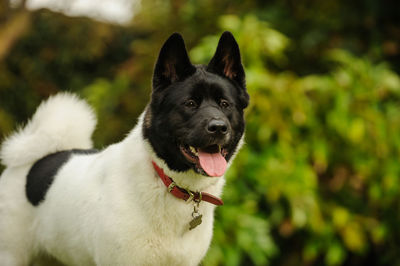 Close-up of japanese akita standing outdoors