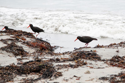 Black seagulls on beach